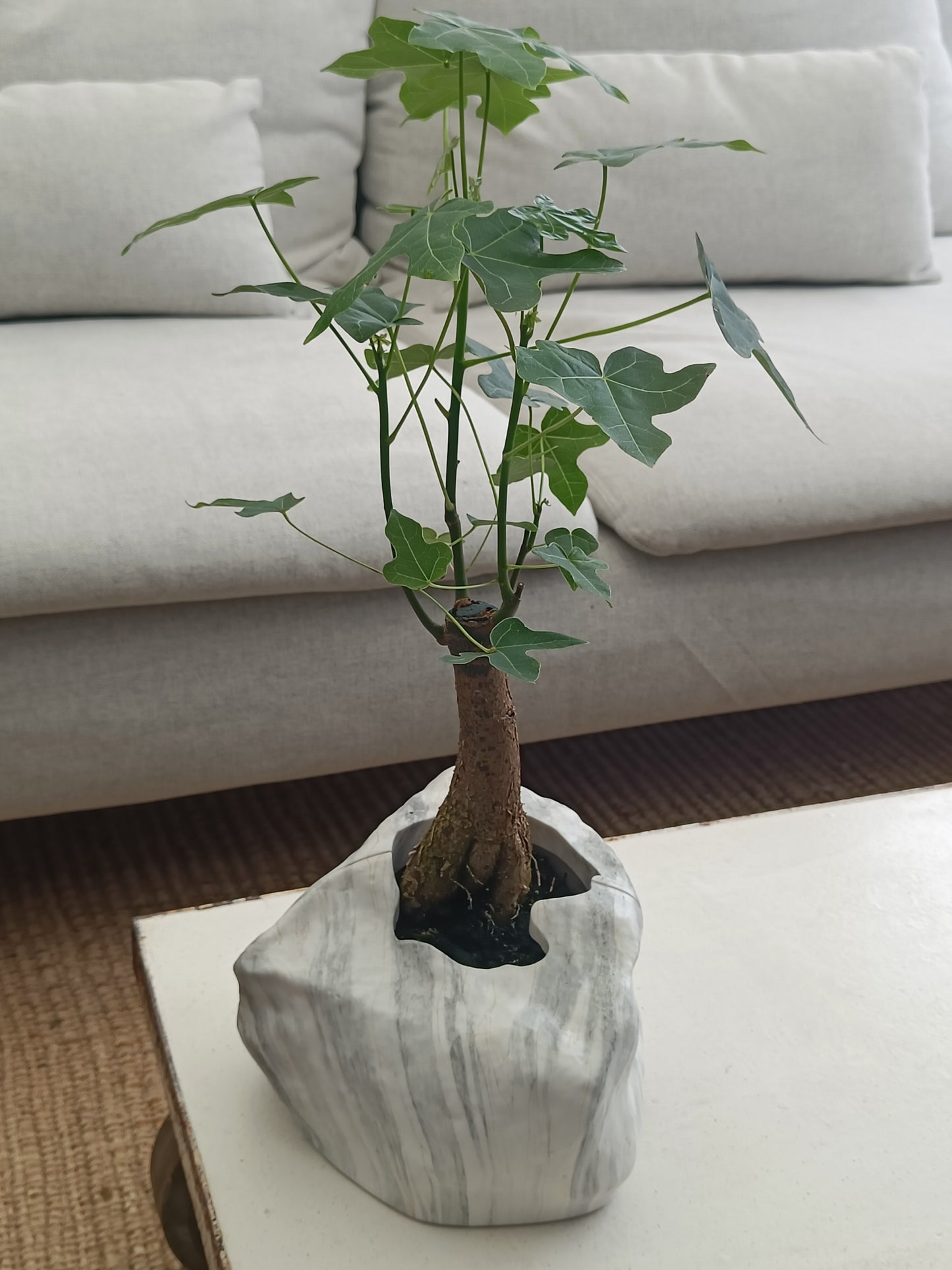 Back to nature - Potte "Botanyia"