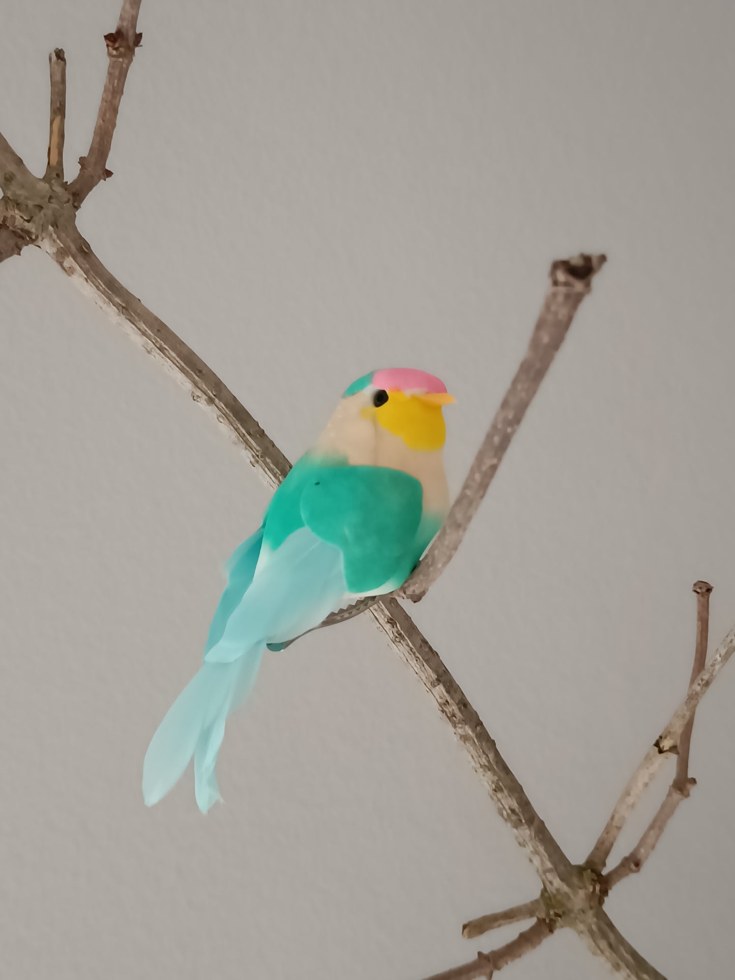 Pip fugl