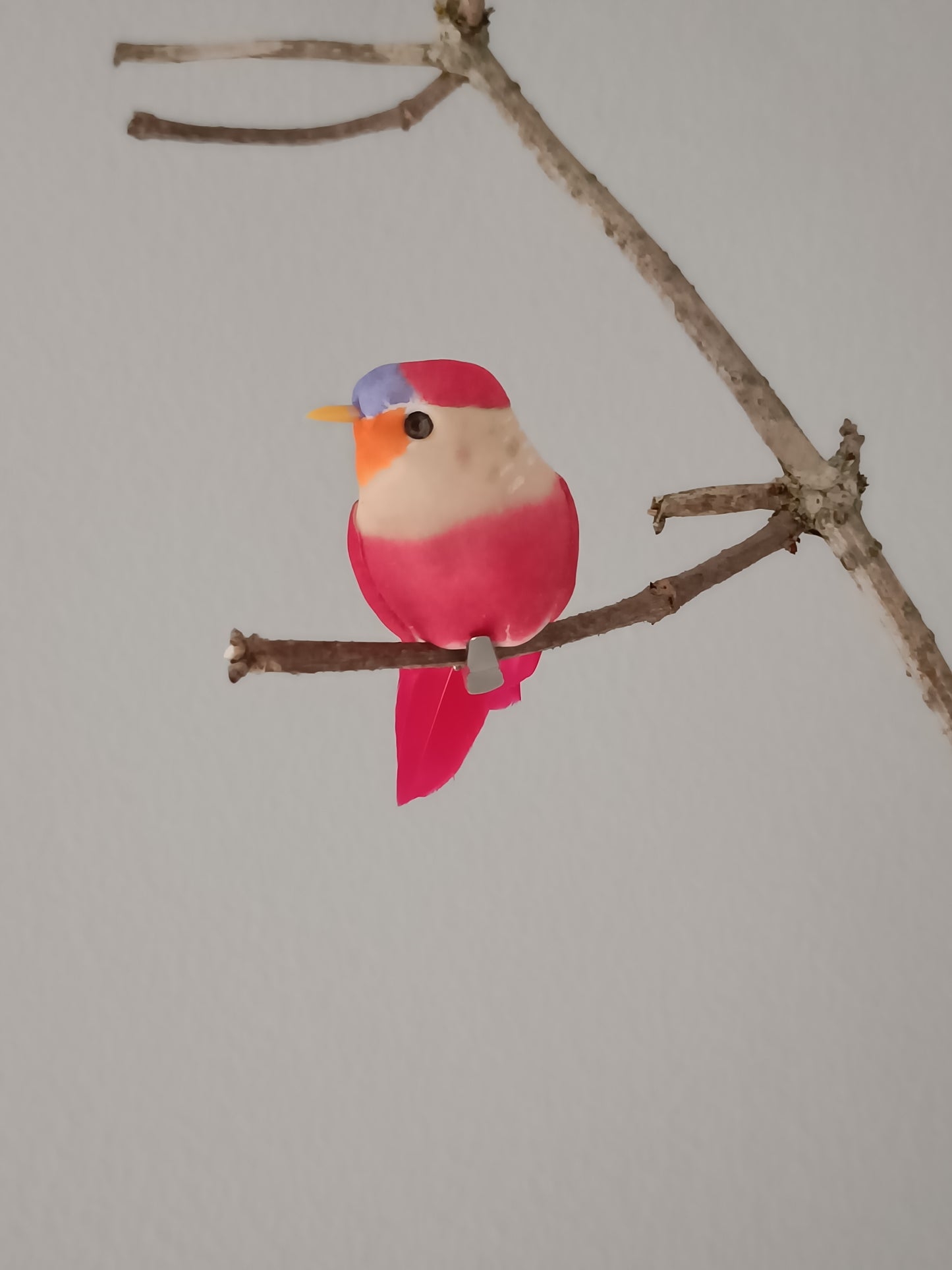 Pip fugl