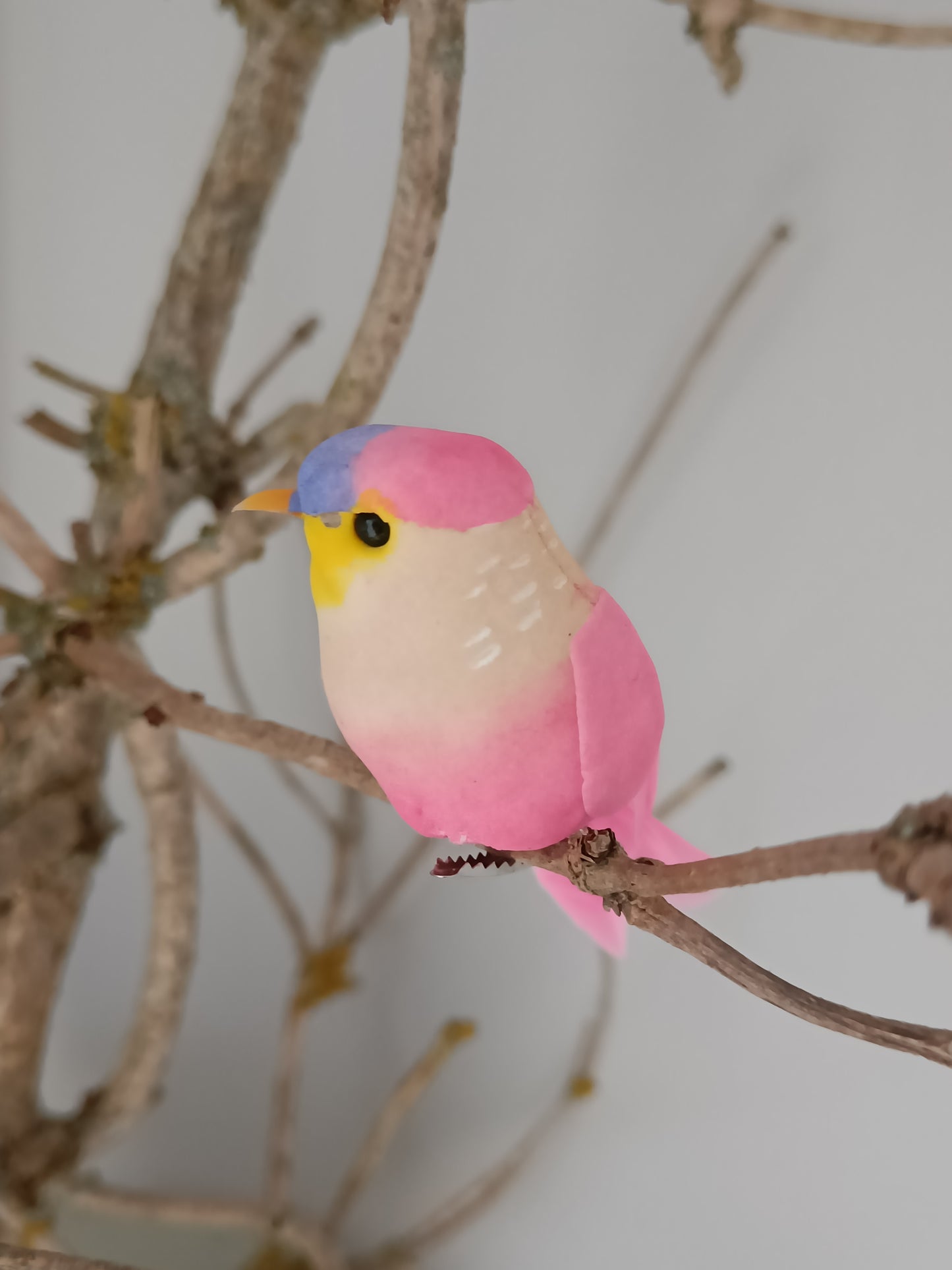 Pip fugl