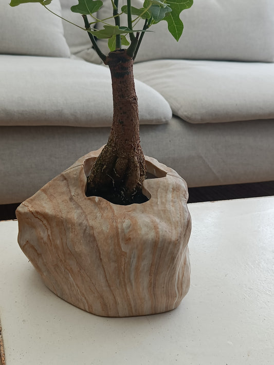 Back to nature - Potte "Botanyia"