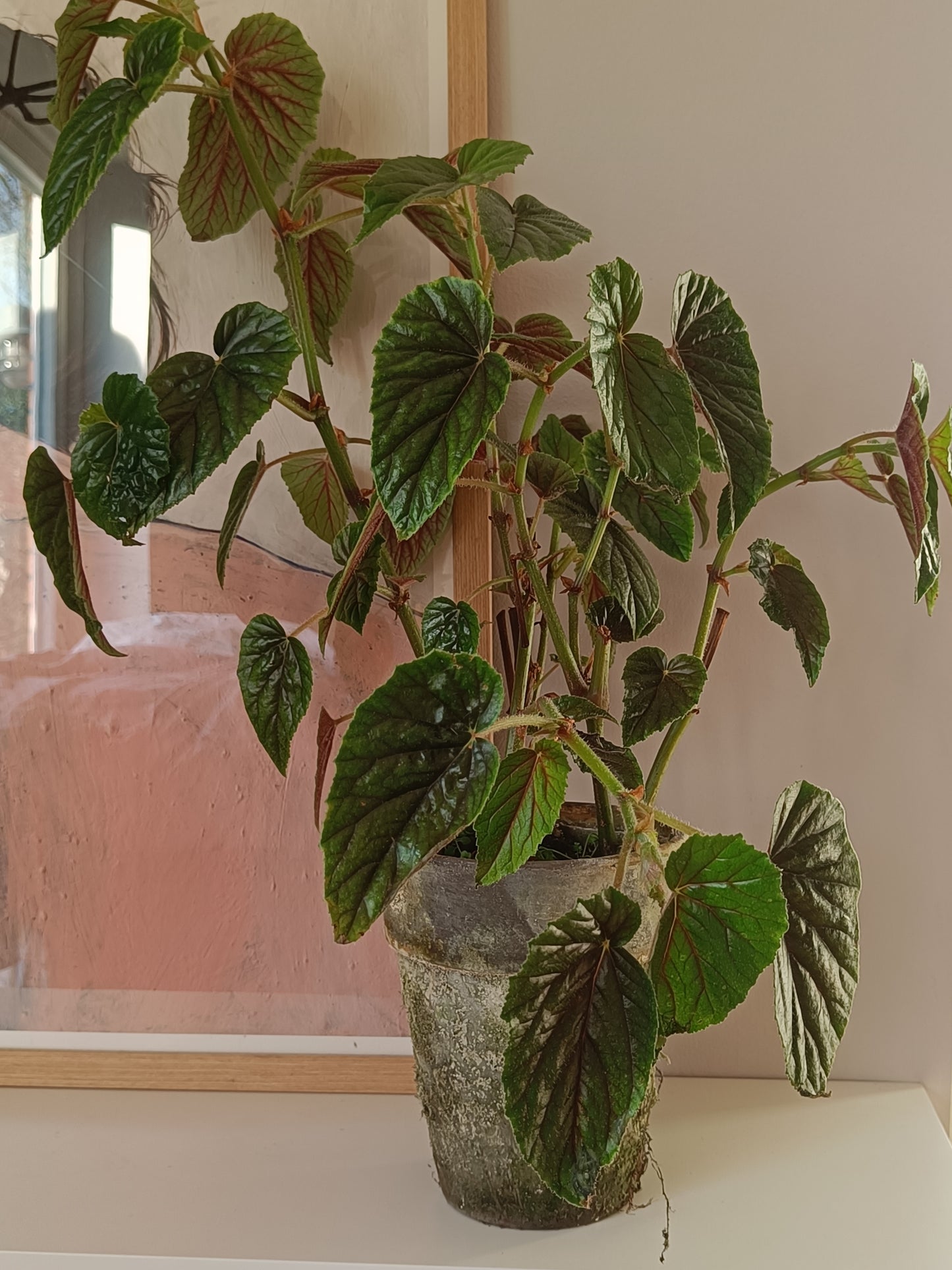 Plante - Begonia "Metallica"