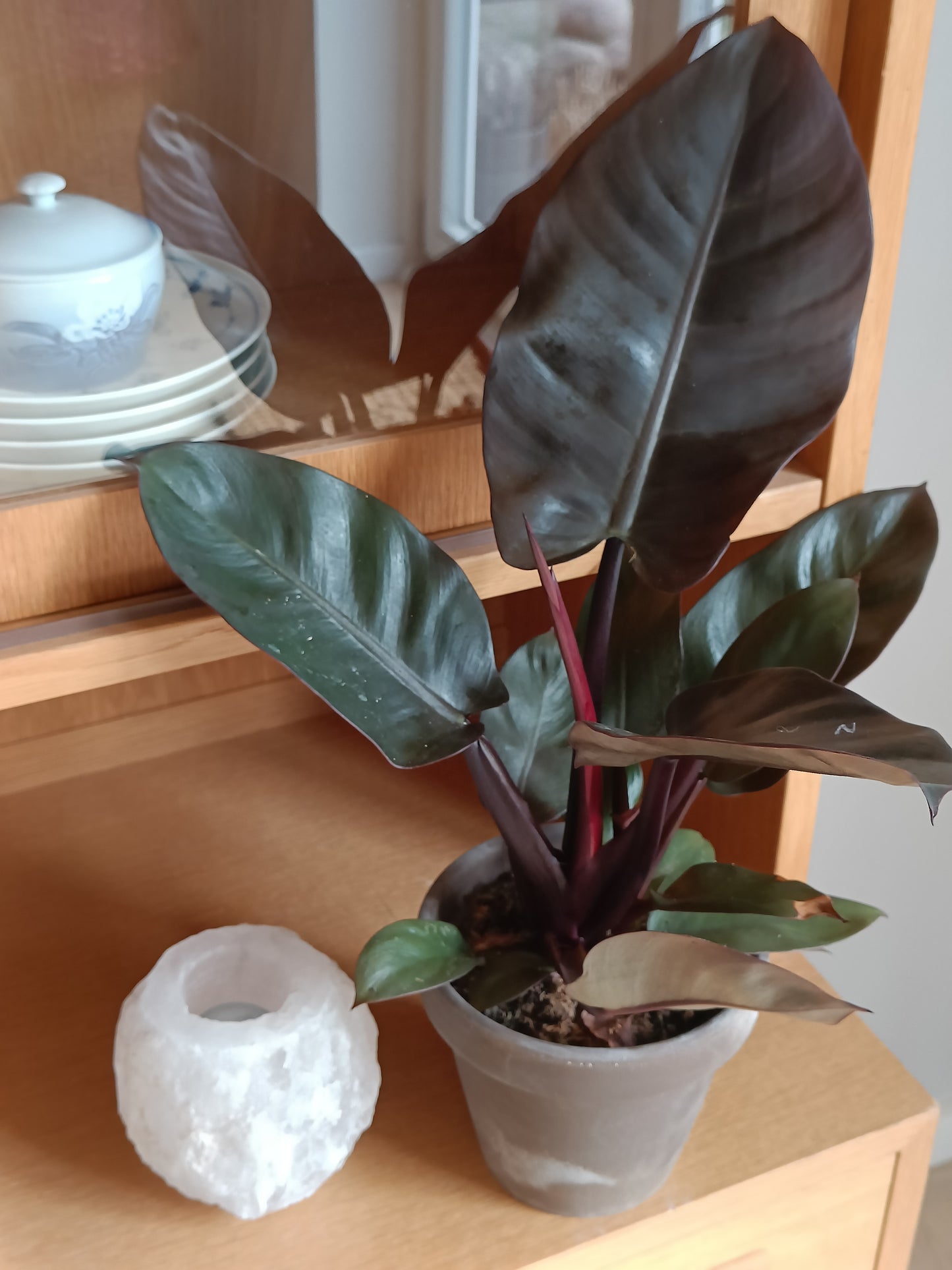 Plante - Philidendron "Black Cardinal"