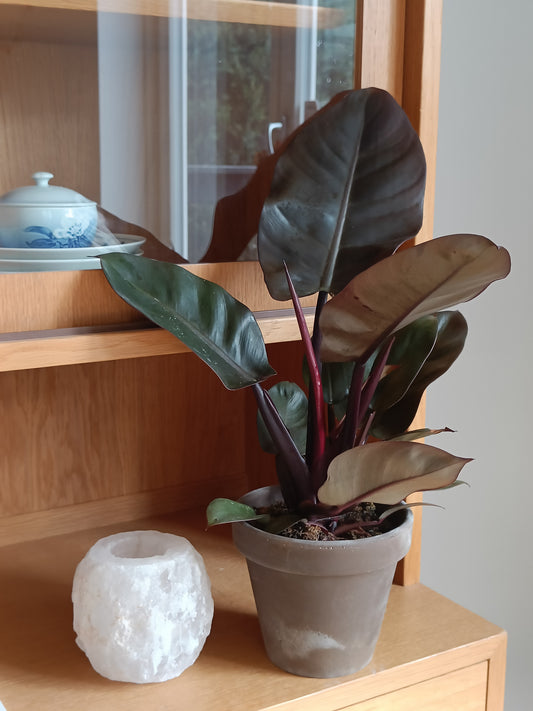 Plante - Philidendron "Black Cardinal"