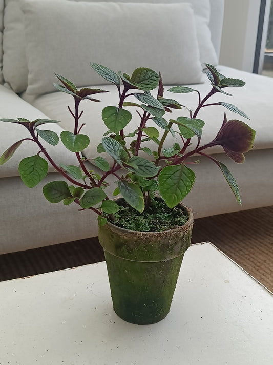 Plante - Plectranthus "Mølplante"