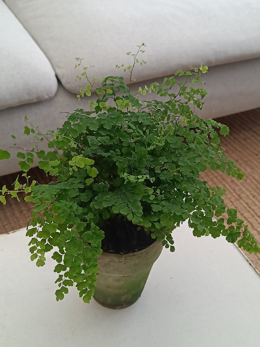 Plante - Adiantum
 
raddianum "Venushår"