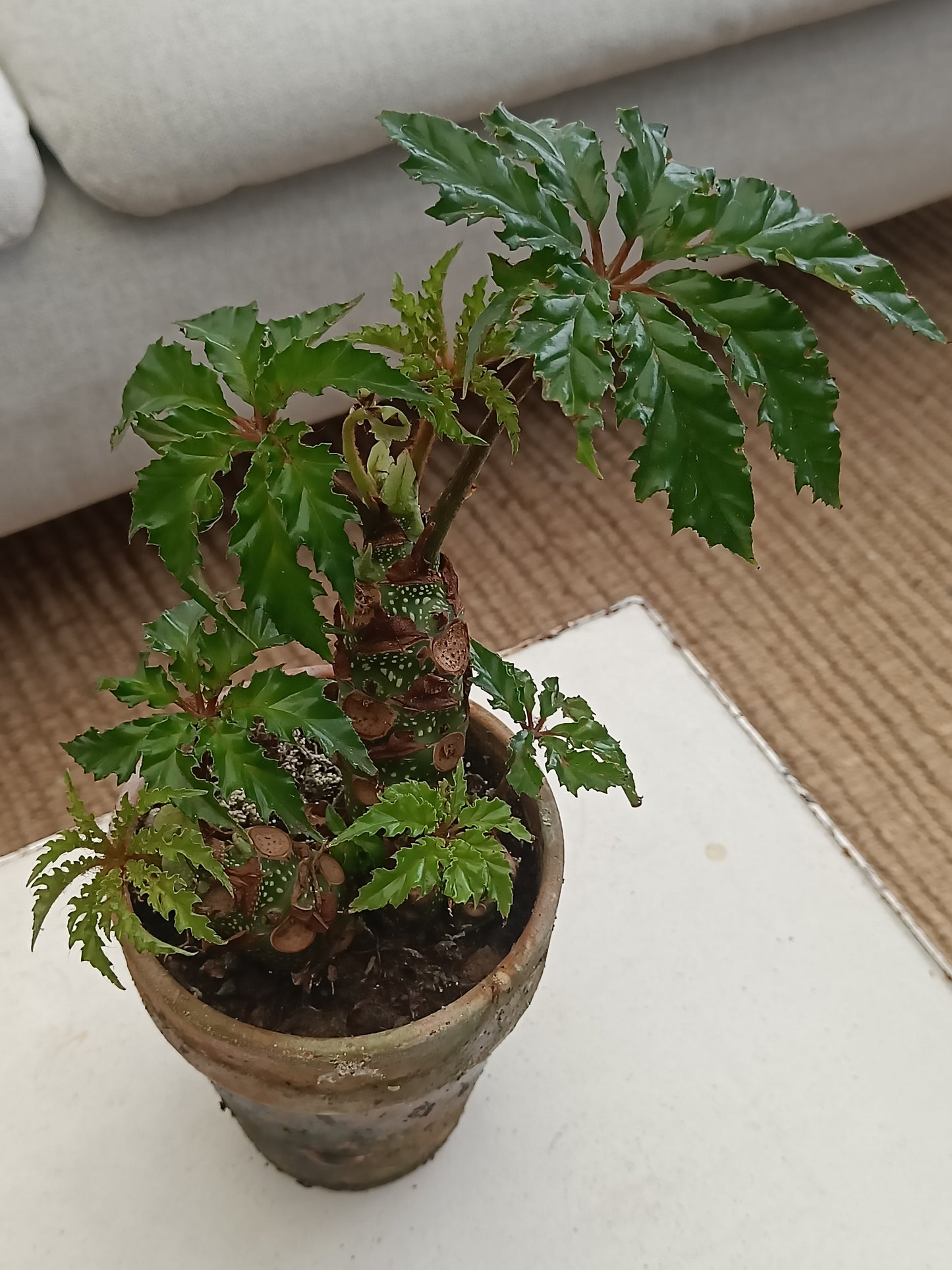 Begonia "Carolineifolia"