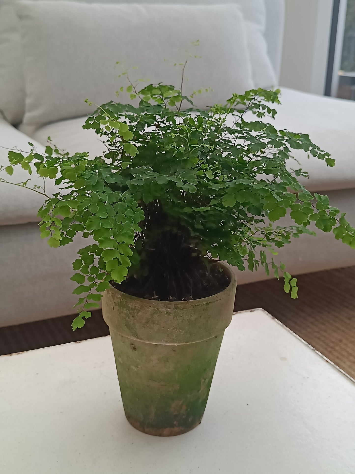 Plante - Adiantum
 
raddianum "Venushår"