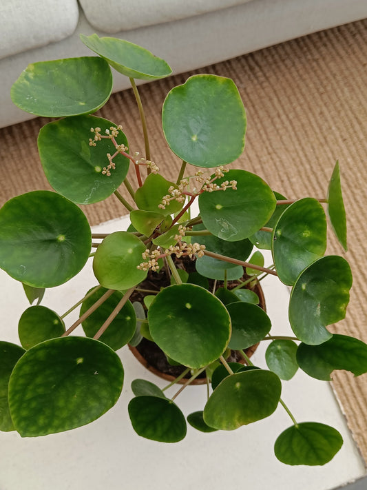 Plante "Pilea"