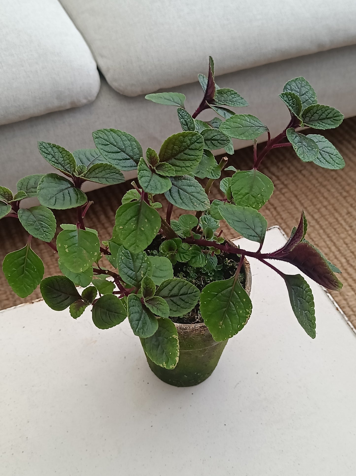 Plante - Plectranthus "Mølplante"