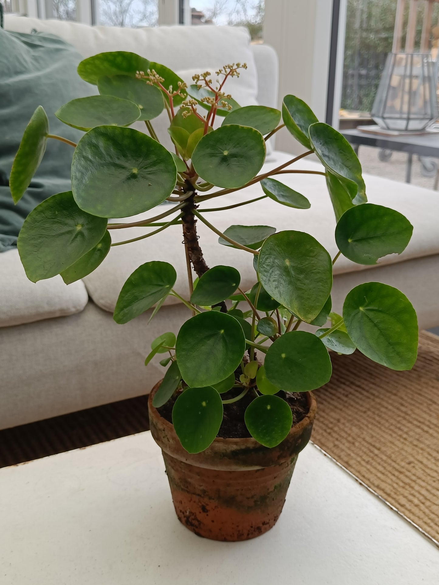 Plante "Pilea"